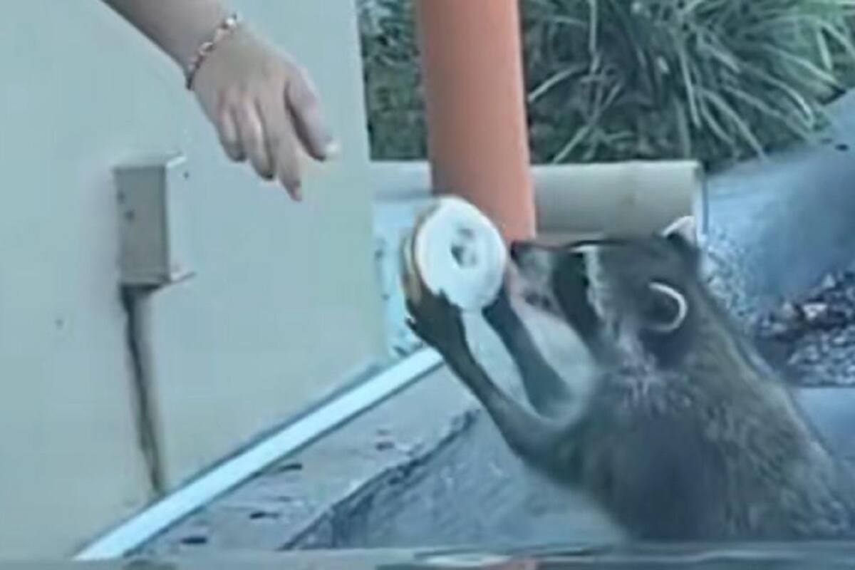 TikTok: Mapache se forma para recibir una dona