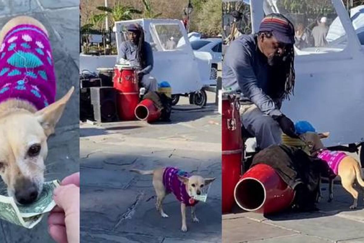 VIDEO VIRAL: Tierno perrito recoge dinero mientras artista callejero da show en Nueva Orleans