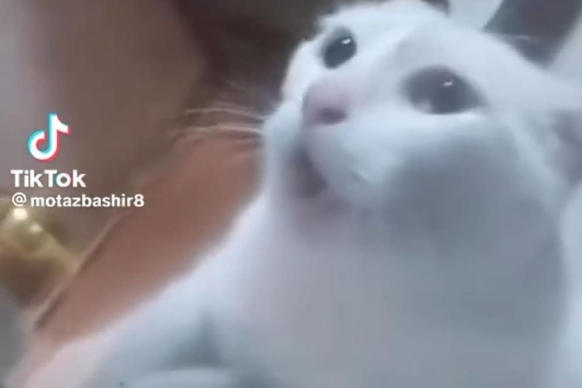 Gato se vuelve viral en TikTok al huir con miedo de un ratón
