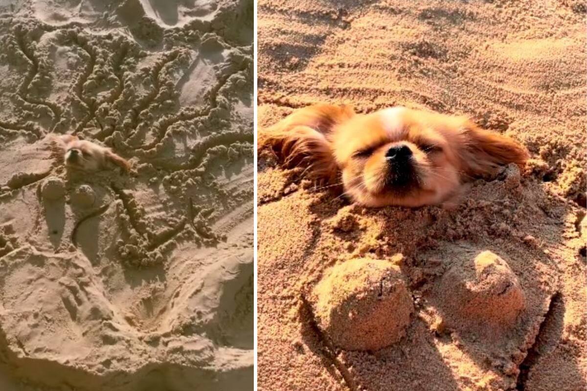VIDEO VIRAL: Perrito enamora a todos tomando el sol enterrado en la arena