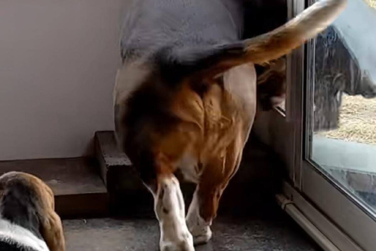 TikTok: Perrito enseña a su hijo a usar la puerta