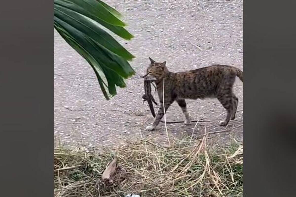 VIDEO: Gato es captado con una iguana gigante en la boca