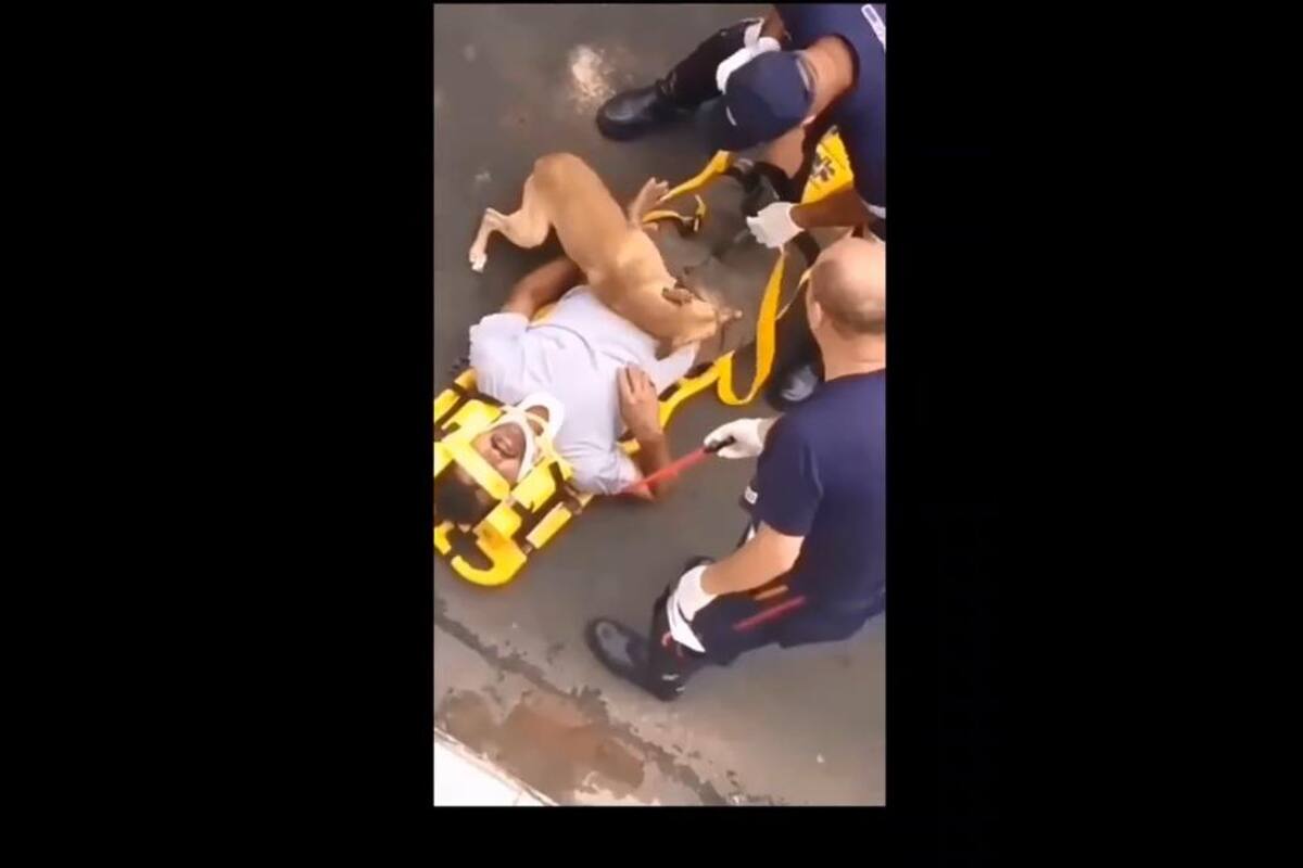 TIKTOK: Así reacciona un animal al ver a su dueño lastimado