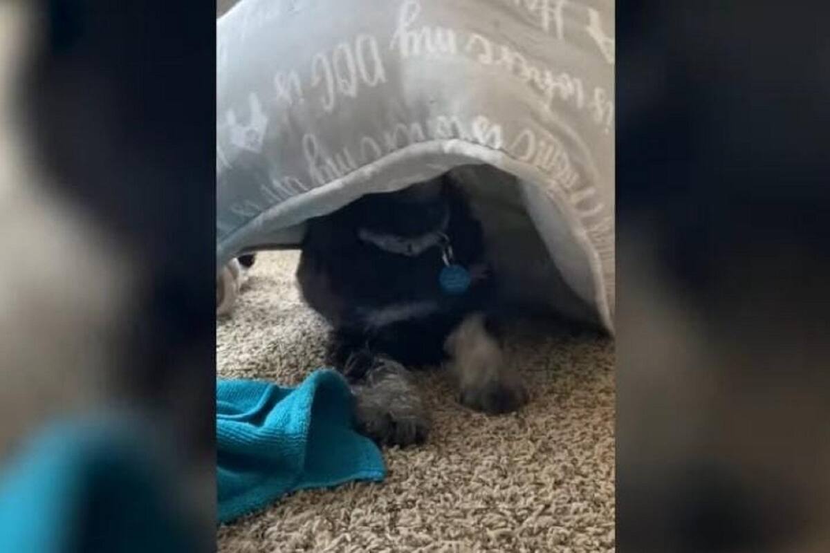 VIDEO VIRAL: Perrito queda atrapado en su cama y hace de todo para poder liberarse