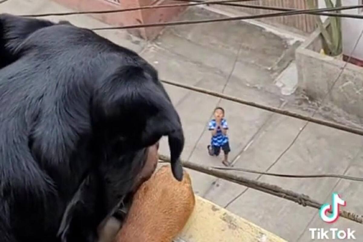 Así reaccionó este perrito al ver que unos niños le estaban llamando para que saliera a jugar