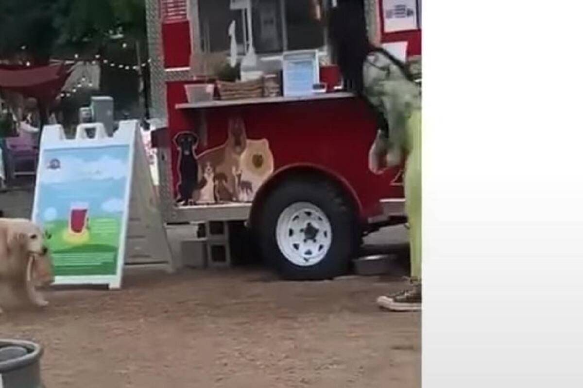 Perrito enternece a los internautas al trabajar como repartidor de comida