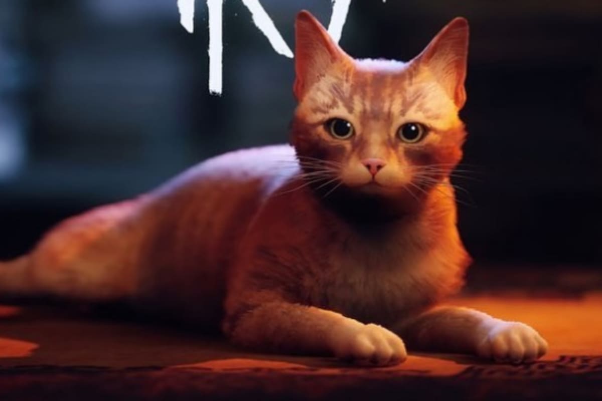 El videojuego "Stray" tendrá su propia adaptación cinematográfica animada