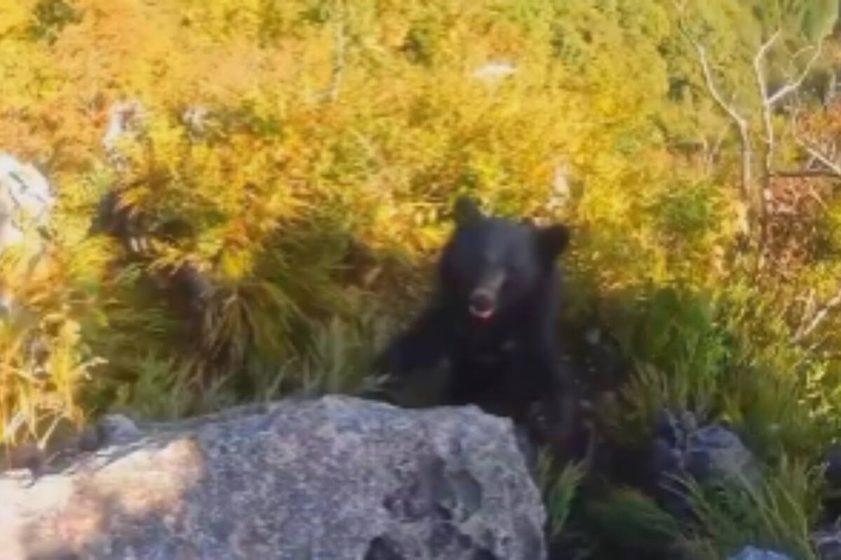 TikTok: Hombre logra escapar de ataque de oso tras enfrentarlo