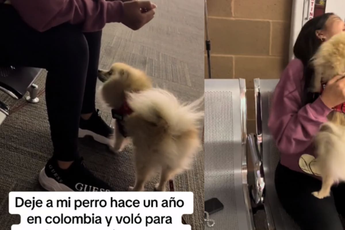 Perrito se reencuentra con su dueña después de un año y la reconoce sólo por este pequeño detalle