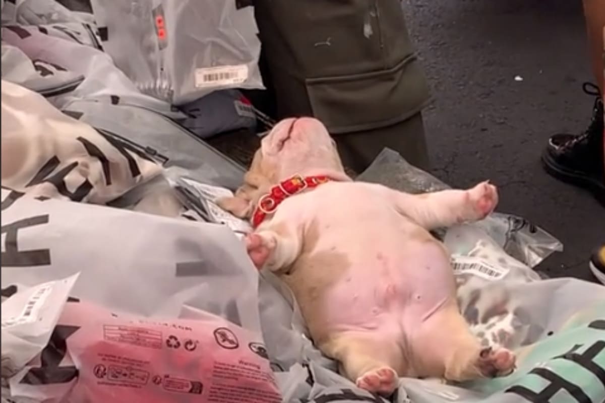 TikTok: Perrito enamora a internautas tras quedarse dormido como una persona real en una montaña de ropa