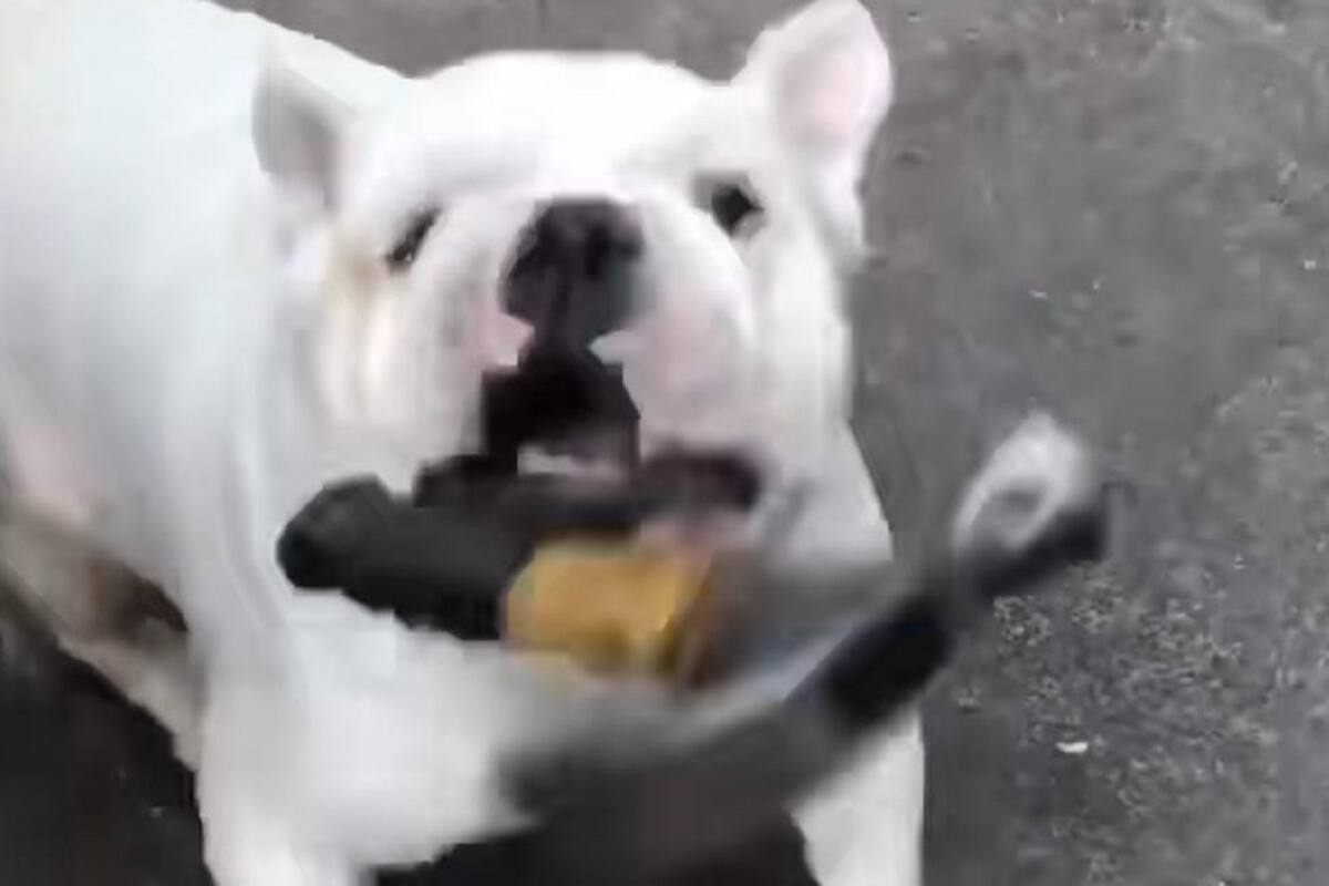 TikTok: Perrito se enoja y toma martillo para golpear con él