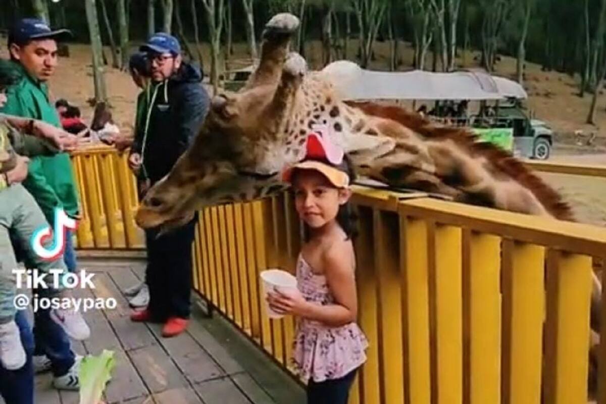 TikTok: Jirafa tira a niña tras darle un cabezazo en el zoológico