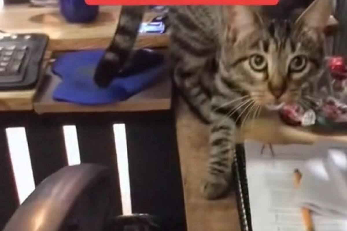 TikTok: Joven capta a su gatita robándole dulces y esta fue su reacción