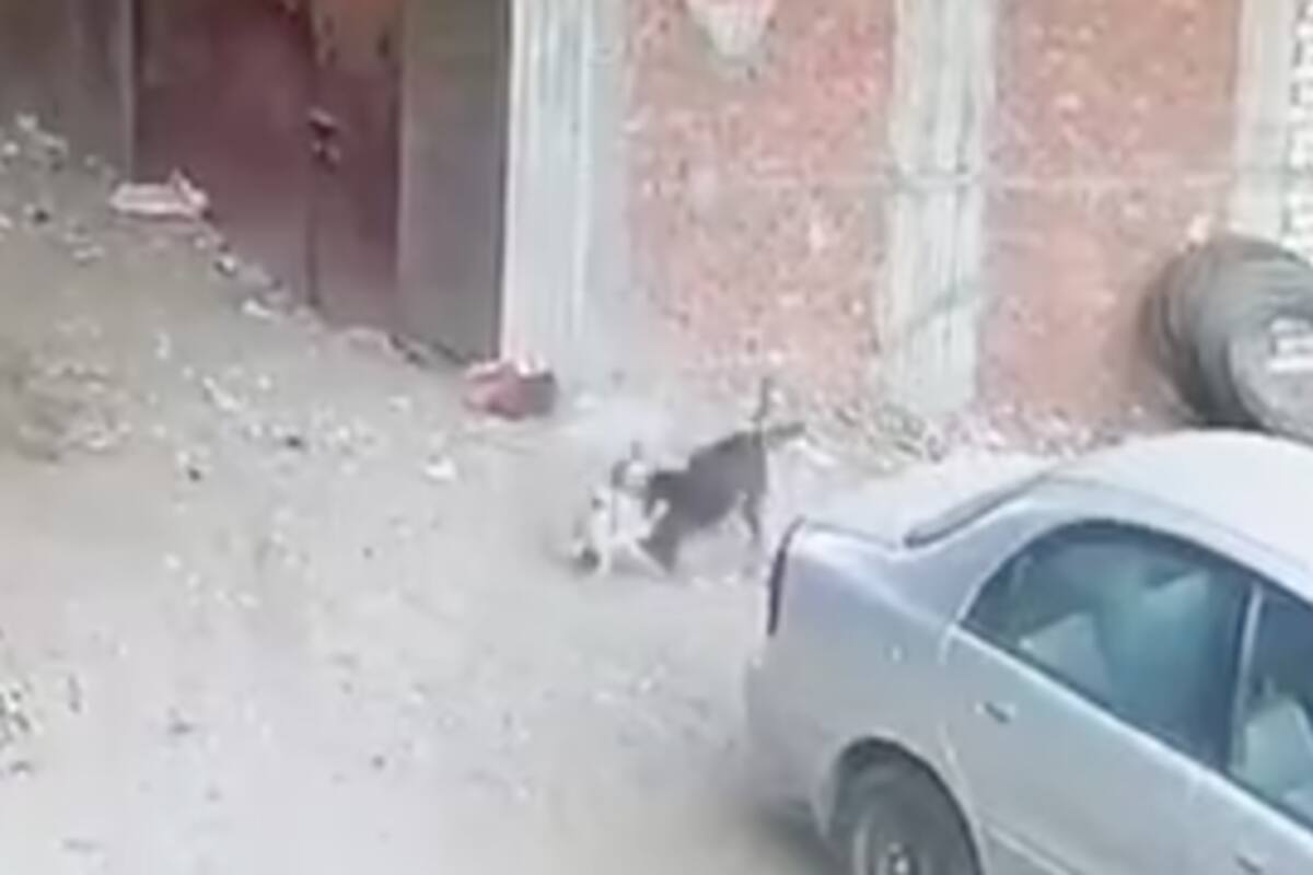 ¡Qué valiente! Gato se enfrenta a perro por salvar a un niño