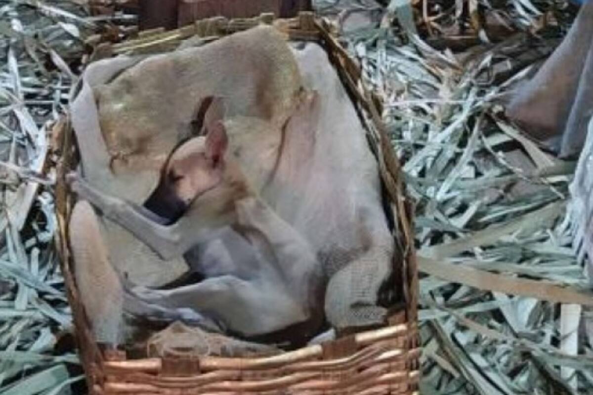 Adoptan a perrito de la calle que dormía en un pesebre