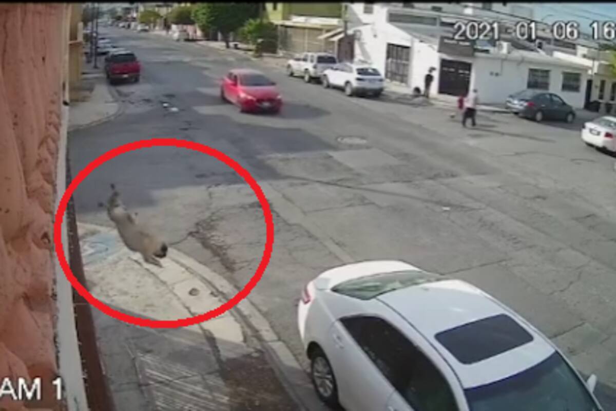 VIDEO: Perritos avientan por la terraza de una vivienda a pug; el momento se hace viral