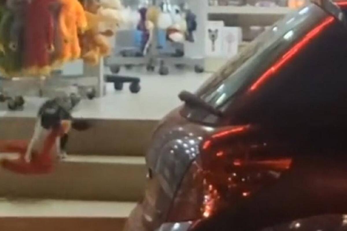 VIDEO VIRAL: Gatito se roba peluche de una tienda