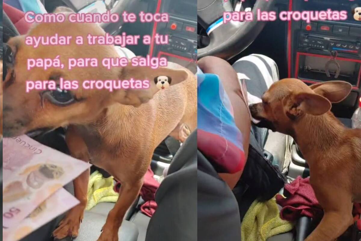 "Chiqui": la perrita que cobra dinero en un taxi en Michoacán