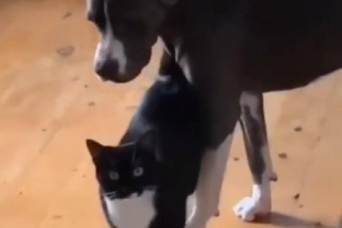 TikTok: Así reaccionó esta gata al ser descubierta jugando con el perro