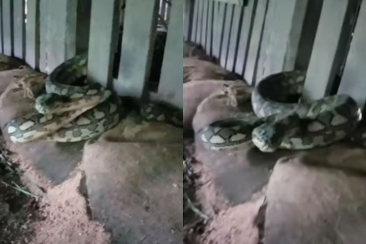 Serpiente le da un susto a un camarógrafo al intentar golpear la cámara