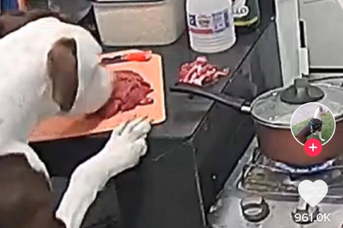 Perrito aprovecha descuido de sus dueños y los deja sin comida