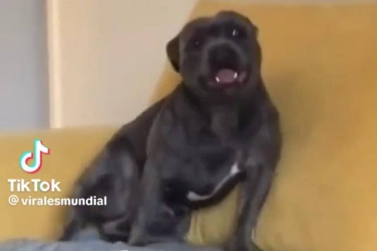 Perrito se vuelve viral enTikTok por su reacción al ver que le van a dar pollo