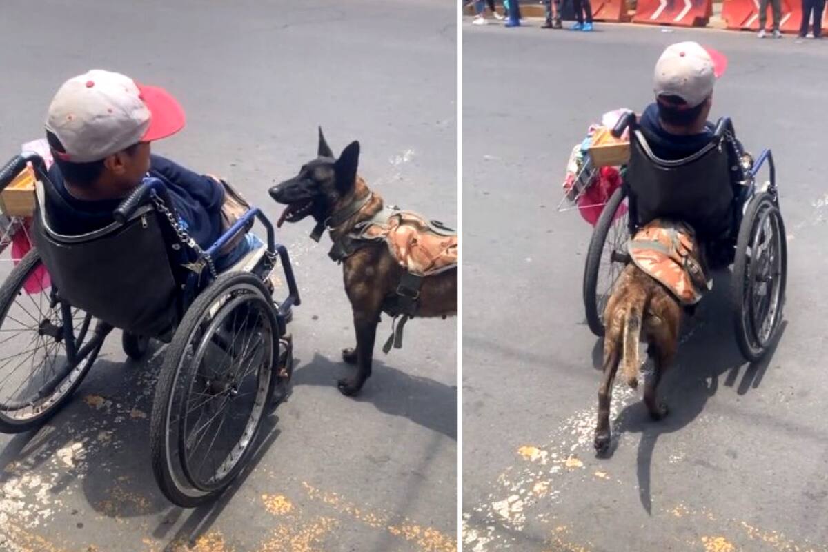 VIDEO VIRAL: Perrito ayuda a persona con discapacidad a cruzar la calle en Ecatepec