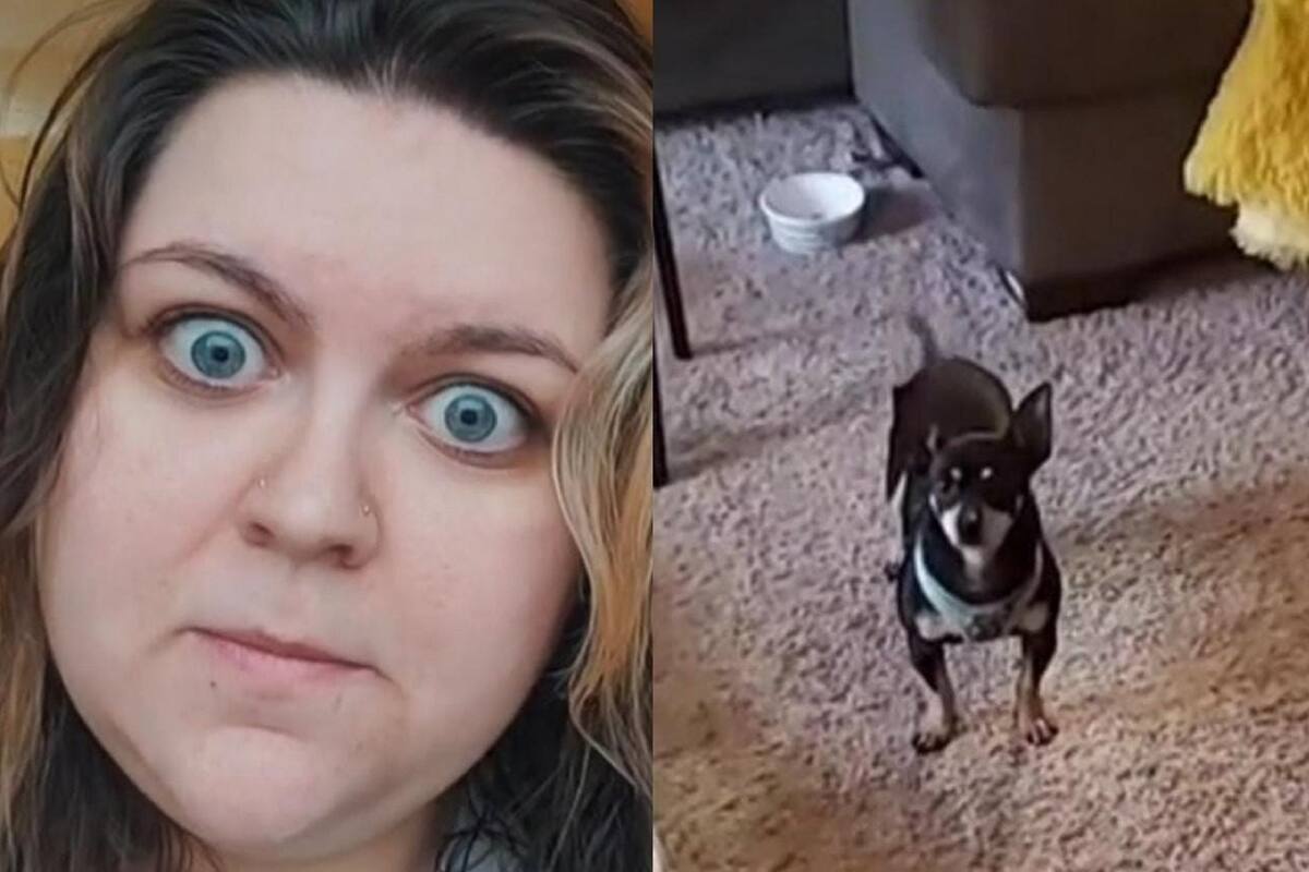 Mujer estadounidense adopta perrito que solo entiende español