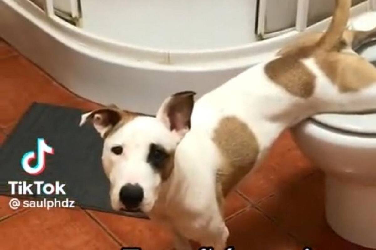 “Tiktoker” enseñó a su perrita a orinar en el inodoro y este es el resultado