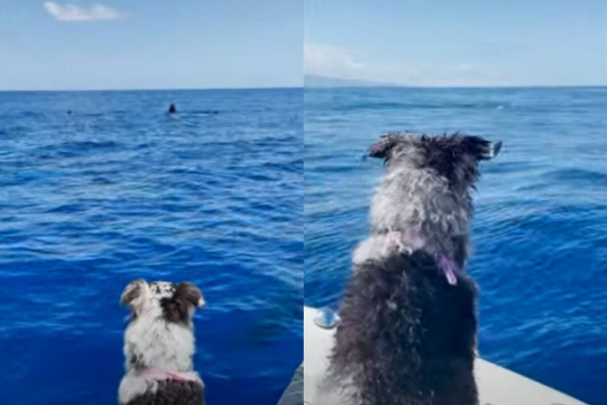 Perro “saluda” a un grupo de delfines en el mar