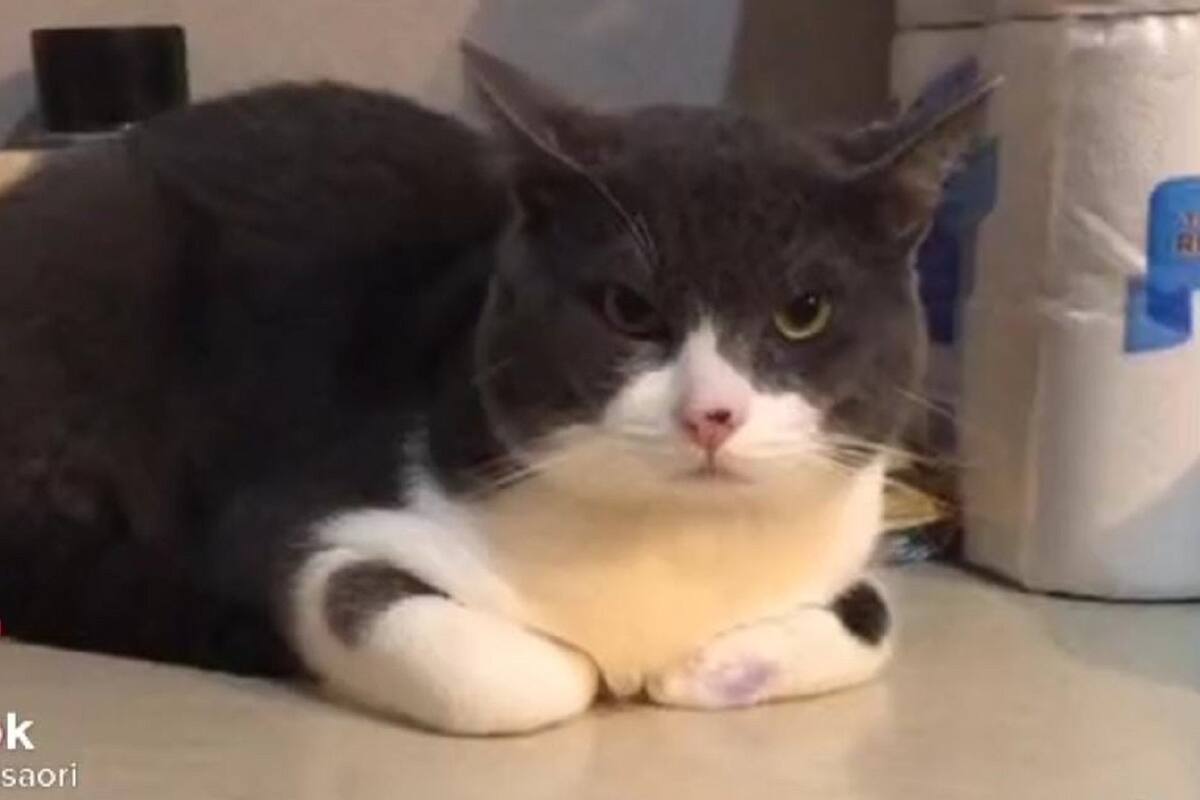 VIDEO VIRAL: Este gatito odia al novio de su dueña y así es como lo mira