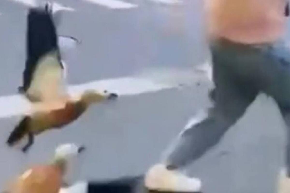 Patos atacan a joven que intentó darles de comer a sus crías