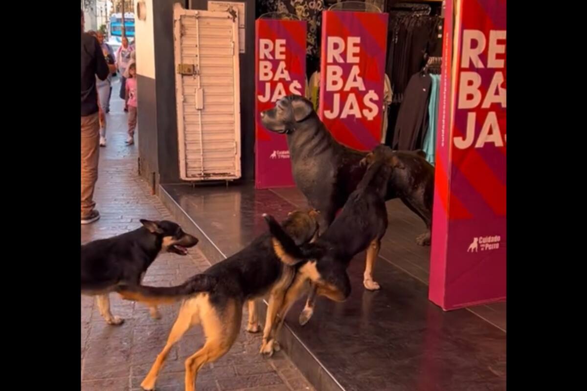 TikTok: Perritos se vuelven virales por ladrarle a adornos de “Cuidado con el perro”