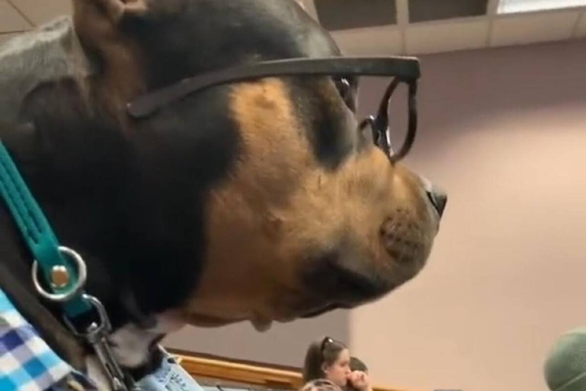 Perrito “estudiante” se vuelve viral en TikTok: “Licenciadog”