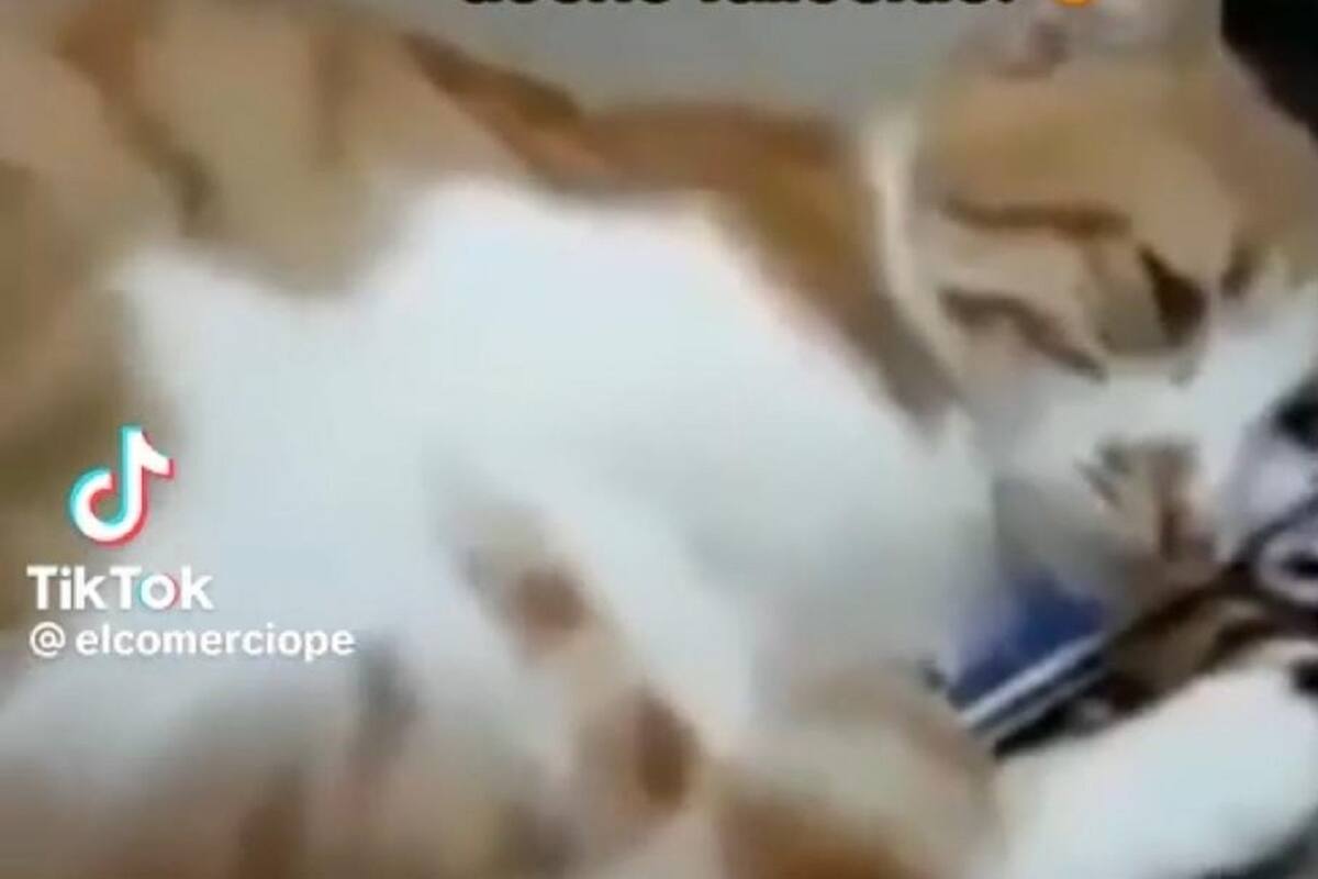 TikTok: Gatito llora al ver un video de su dueño muerto