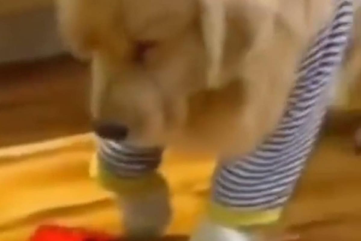 Perrito se vuelve viral por su exagerada reacción al recibir un golpecito