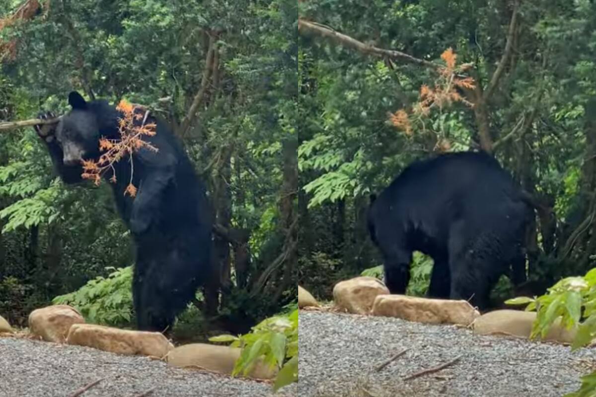 VIDEO: Oso es captado rascándose la espalda en un árbol