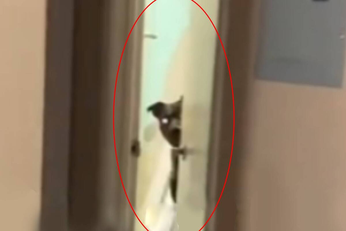 VIDEO: Perro poseído actúa como humano cuando cree que nadie lo ve