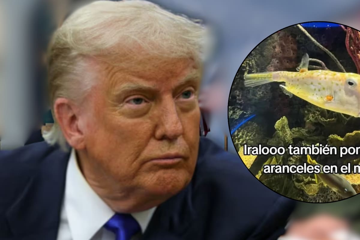 El pez vaca que se hizo viral por su curioso parecido con Donald Trump