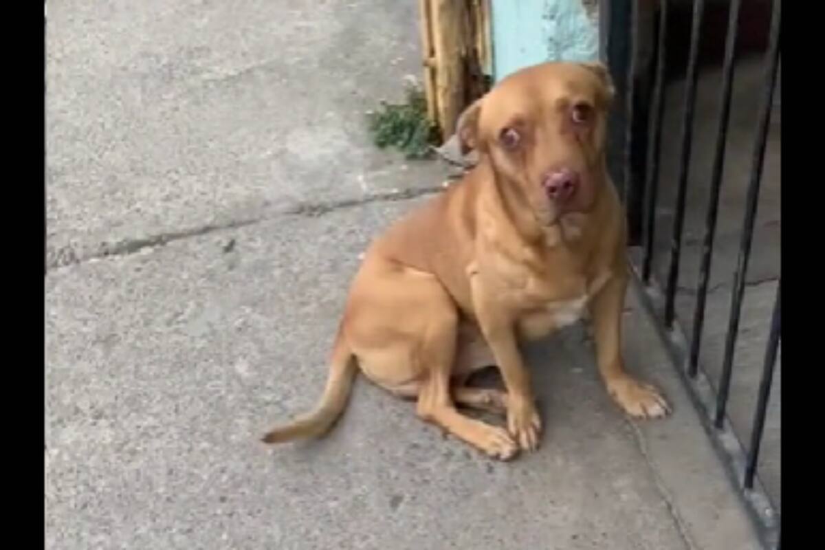 TikTok: Perrito es regañado por no llegar a su hogar por la noche y así reaccionó