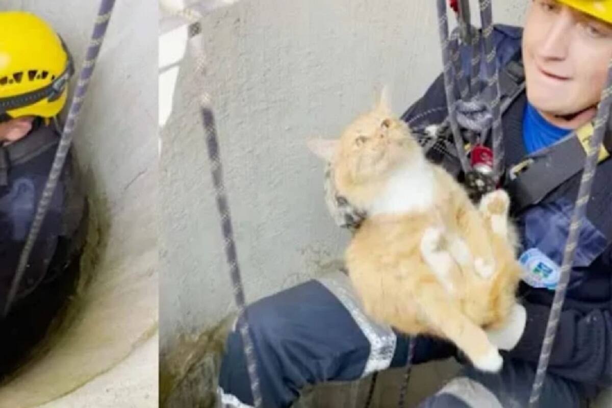 Rescatan a gatito que cayó a un pozo de 15 metros luego de estar atrapado por 3 días