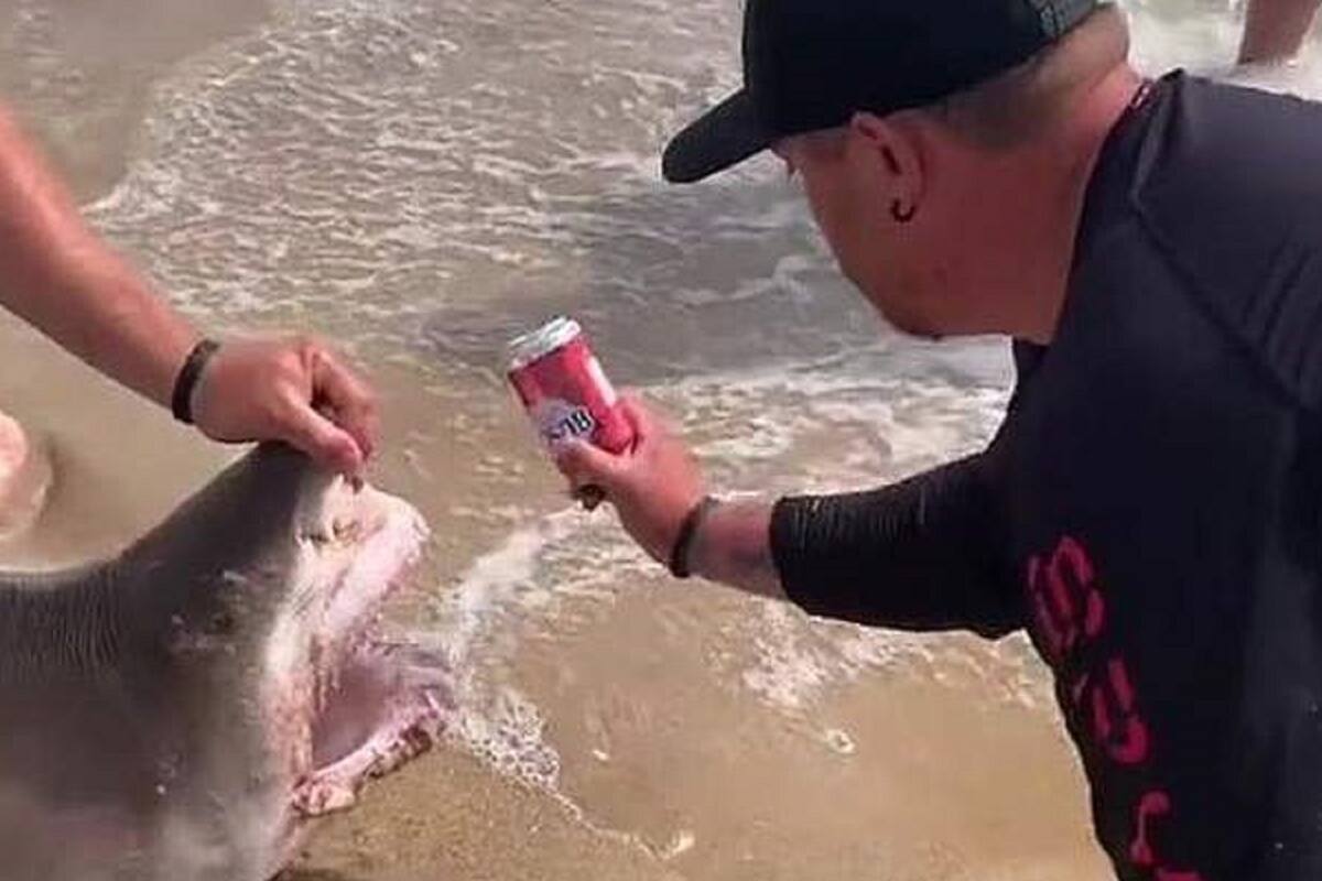 VIDEO VIRAL: ¡Indignante! Pescadores usan la mandíbula de tiburón para abrir una cerveza