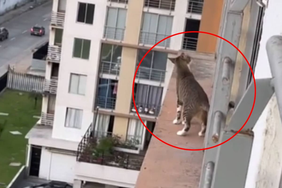VIDEO: Mujer entra en pánico porque su gato se escapó