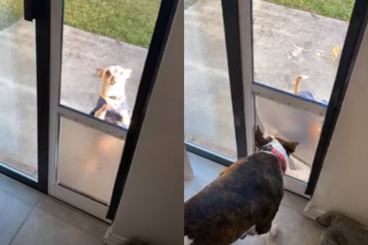 Pequeñito chihuahua conquista las redes al no saber usar la puerta de perritos