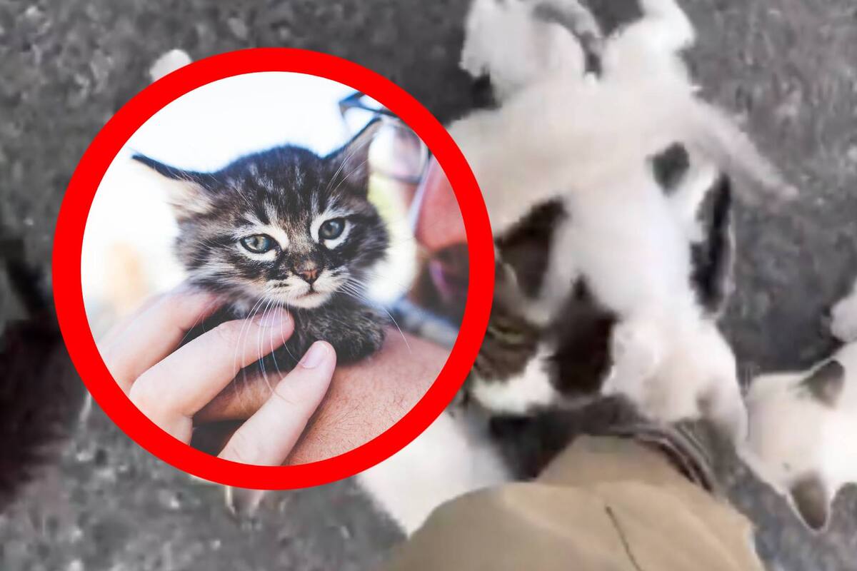 VIRAL: Un hombre es emboscado por una adorable pandilla de 'michis'