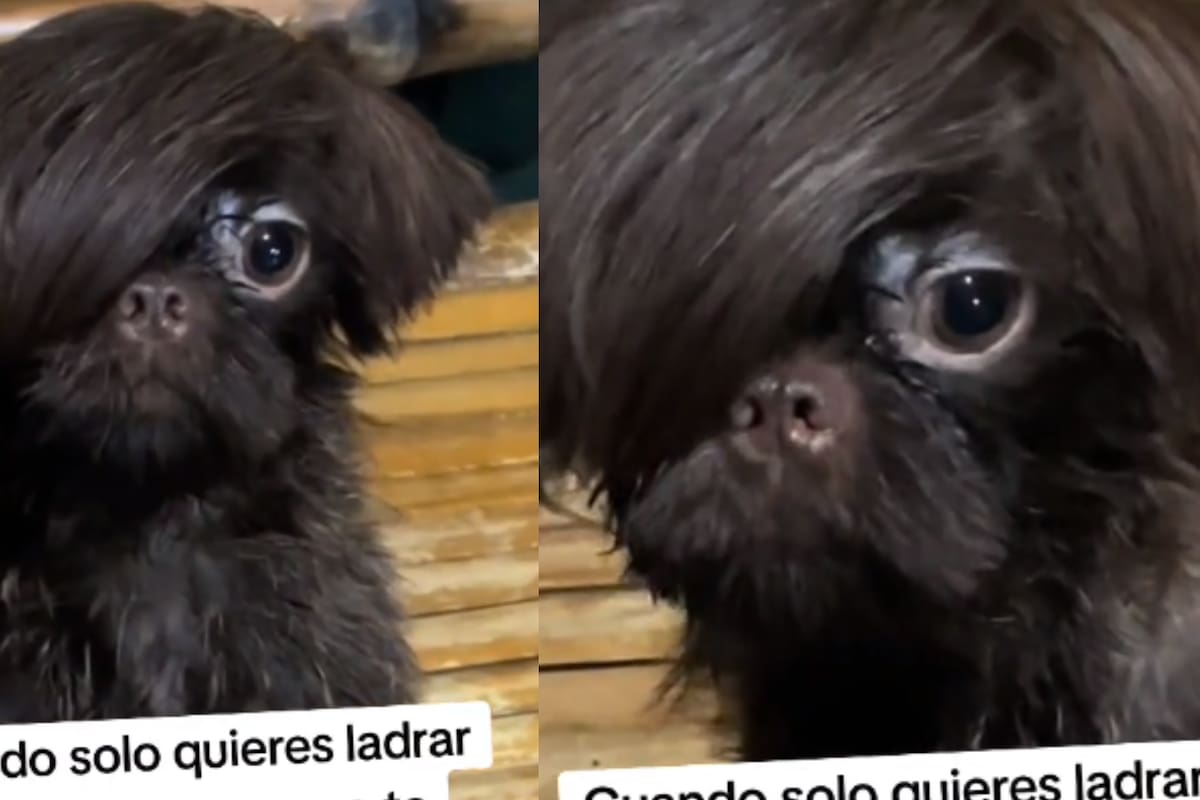 Perrito emo conquista las redes sociales con su estilo único
