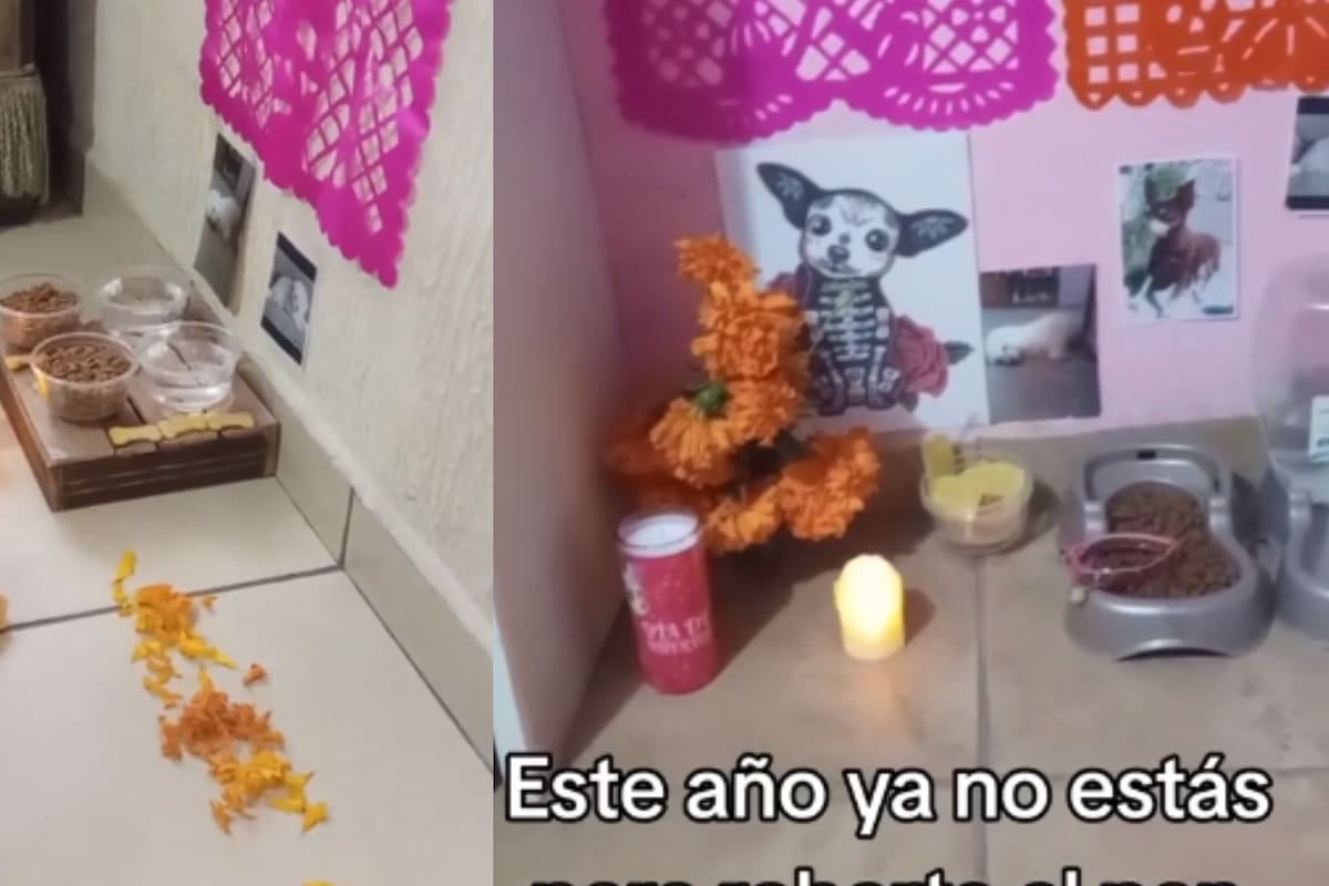 Perrito que se hizo famoso por robar pan de muerto ahora es parte del altar