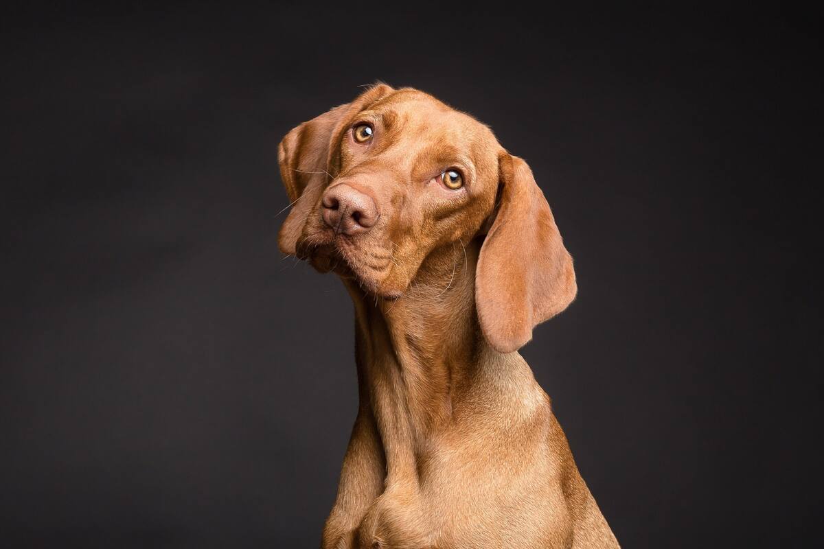Perrita vuelve a ver su dueña después de 18 meses y esta fue su emocionante reacción