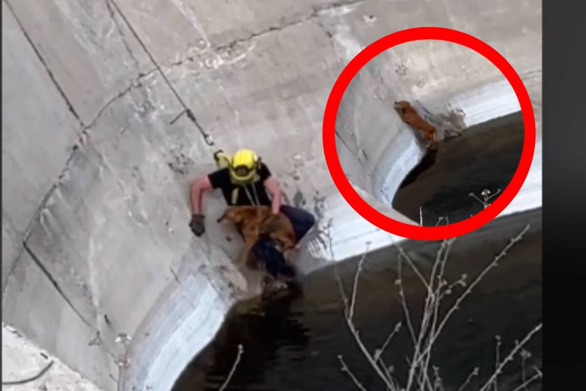 TIKTOK: Bombero rescata a un perrito que cayó en una presa vacía