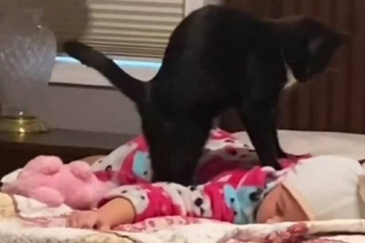 TikTok: Mujer descubre a su gato dándole masaje a su hija